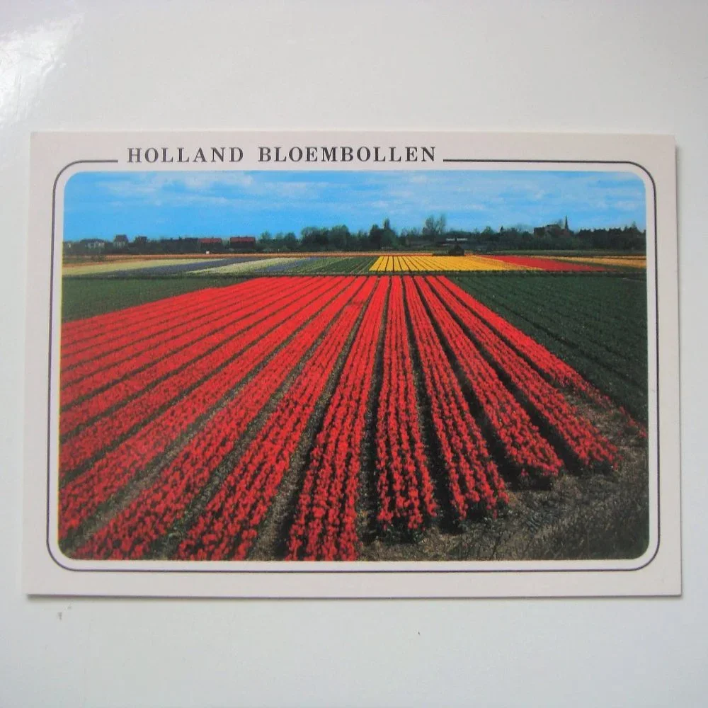 Vintage Set of 6 Dutch Tulips Souvenir Postcards